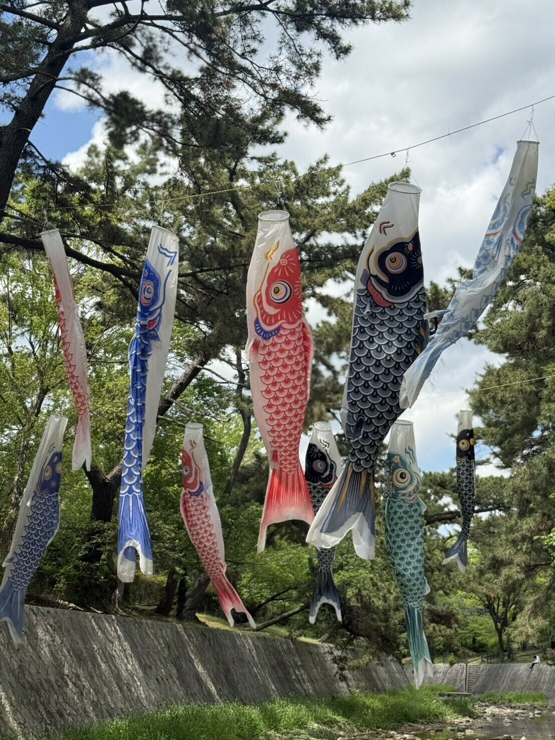 こいのぼり☆ひまわりの丘公園♪